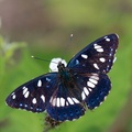 Akdeniz Hanımeli Kelebeği (Limenitis reducta)