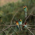 Gökkuzgunumsular (Coraciiformes)