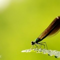 Çizgili Kızböceği