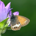 Funda Zıpzıp Perisi (Coenonympha arcania)