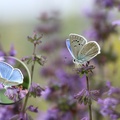 Putnam'ın Çokgözlüsü (Polyommatus putnami)