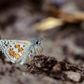 Sarı Bantlı Zıpzıp (Pyrgus sidae) Erkek Birey