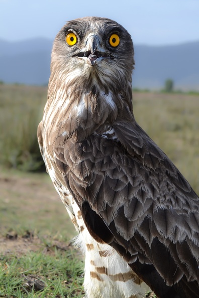 Yılan Kartalı (Circaetus gallicus) - Erbaa