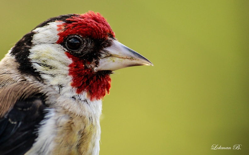 Saka Kuşu (Carduelis carduelis)