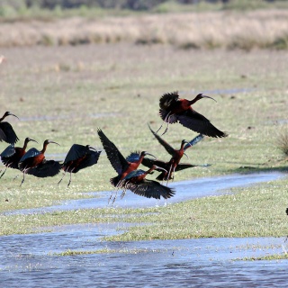 Çeltikçi (Glossy ibis)