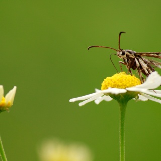 Güveler (Moths)