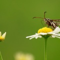 Güveler (Moths)