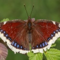 Sarıbantlı Kadife (Nymphalis antiopa)