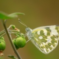 Yeni Benekli Melek (Pontia edusa)